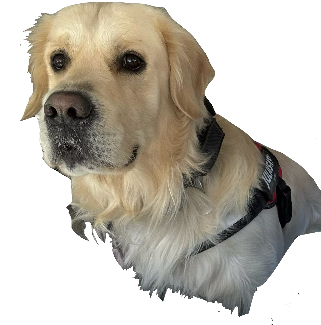 Amani — golden retriever